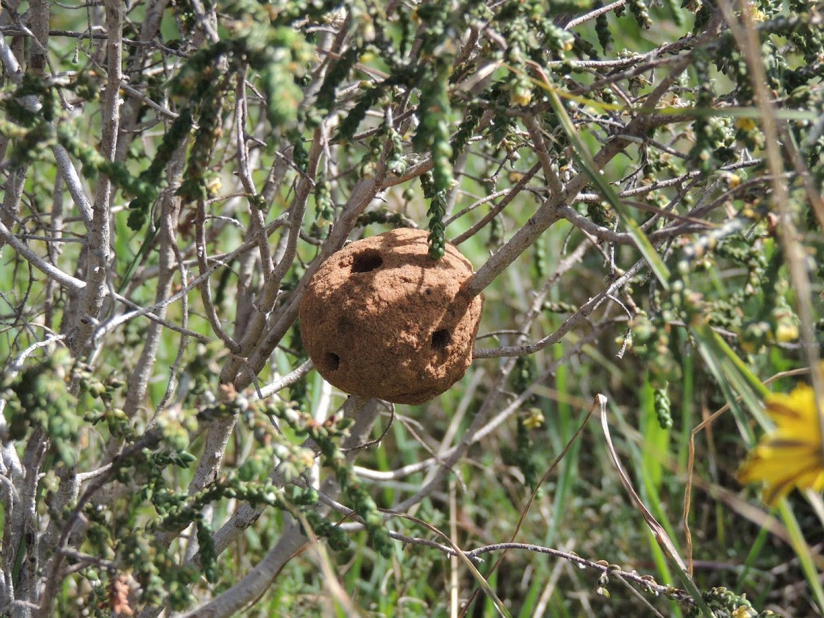 Chalicodoma nest