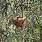 Chalicodoma nest