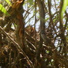 Green Heron In Nest