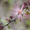 Pink Fairy Duster