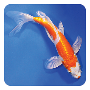 Koi Fish Live Wallpaper - Android Apps on Google Play