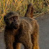Cape chacma baboon