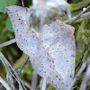 Geometriod moth