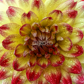 Dahlia by Nikola Vlahov - Flowers Single Flower