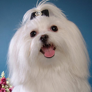 Maltese Wallpapers 1.0