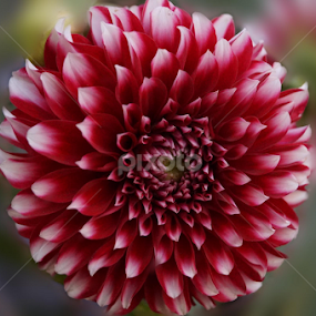           by Aman Marandi - Flowers Single Flower