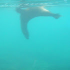 Galapagos Sea Lion