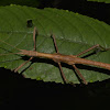 Spiny Stick Insect, Phasmid - Adult Male