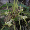 Spotted Brassia