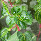 bloodleaf, beefsteak plant, chicken gizzard