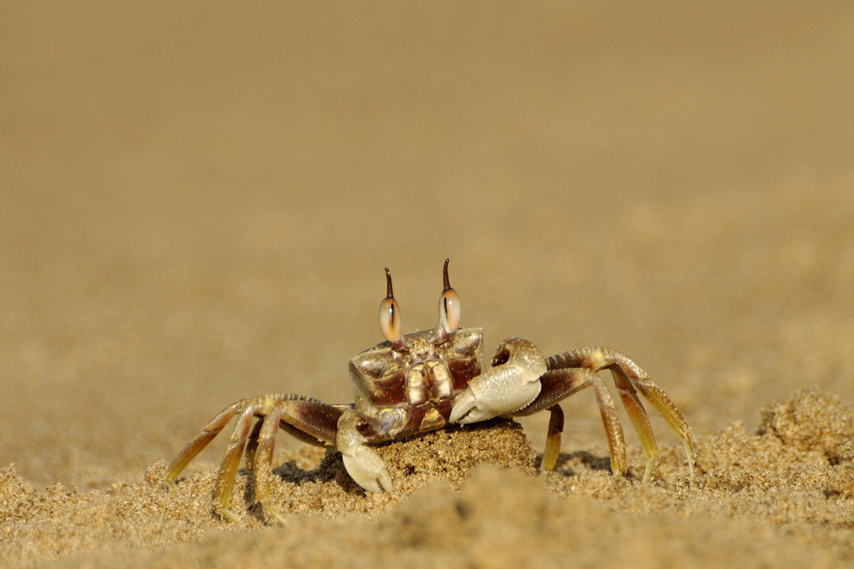 Ghost Crab