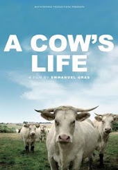 A Cow's Life