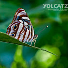 Mexican sailor butterfly
