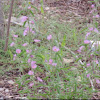 Narrowleaf Globemallow