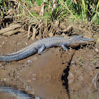 American Alligator