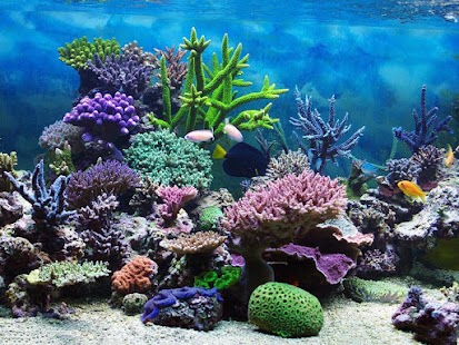 How to install Ocean Underwater World 1.1 unlimited apk for laptop