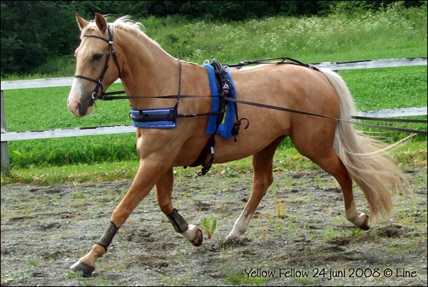 [2008-24juni-yellow_03[3].jpg]