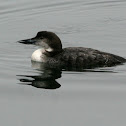 Common Loon