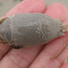Atlantic Mole Crab