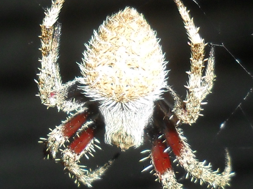 hairy field spider