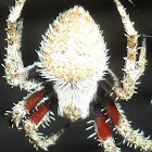 hairy field spider