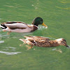 Wild Duck (male and female)