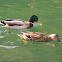 Wild Duck (male and female)