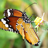 African monarch, Plain tiger