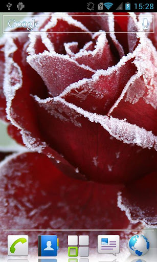 Hoarfrost on Flowers Wallpaper