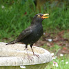 Common Blackbird (male)