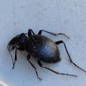 Large beetle