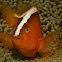 Skunk Anemonefish / Clownfish