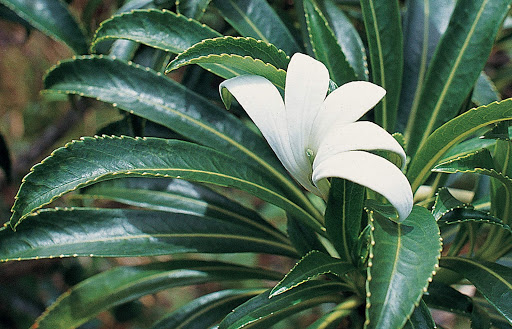 The Tiare Apetahi, a fragrant tropical flower that grows only on Mount Temehani in Raiatea.