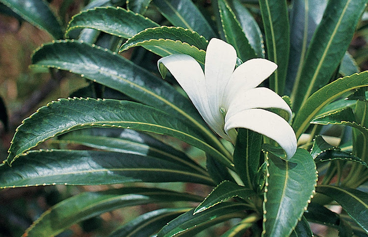 The Tiare Apetahi, a fragrant tropical flower that grows only on Mount  Temehani in Raiatea.