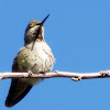 Annas Hummingbird (female)