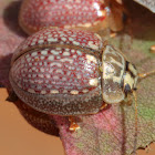 Leaf beetle (Paropsisterna decolorata)
