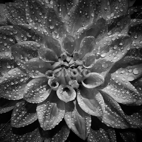 Waterdrop in Dahliaa by Monzur Sazid Ahmed - Flowers Single Flower