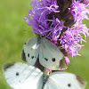 Small white butterflies (courting)
