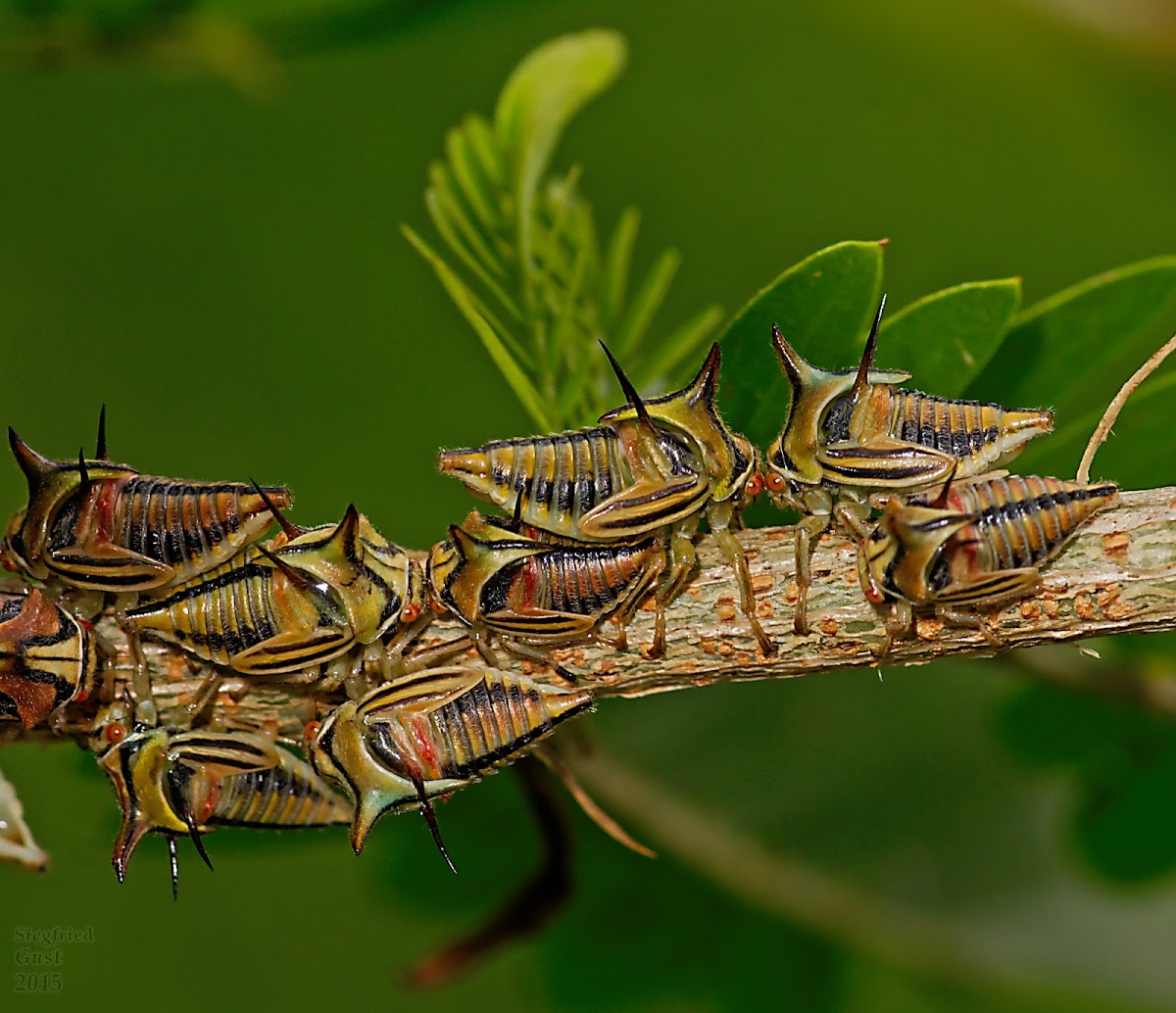 Thorn Treehopper Mother & Nymphs