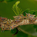 Thorn Treehopper Mother & Nymphs