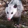Didelphis virginiana Virginia Opossum