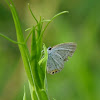 Short-tailed Blue or Tailed Cupid (female)