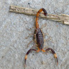 Costa Rican Bark Scorpion Species