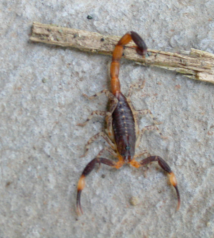 Costa Rican Bark Scorpion Species