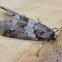 Tineoidea case moth