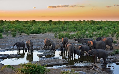 Free Elephant Wallpaper APK