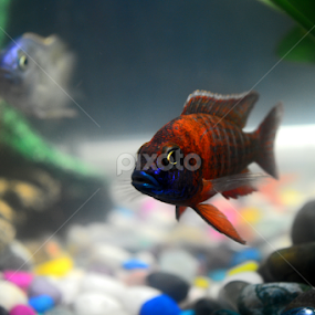 by Satyajit Sinha - Animals Fish