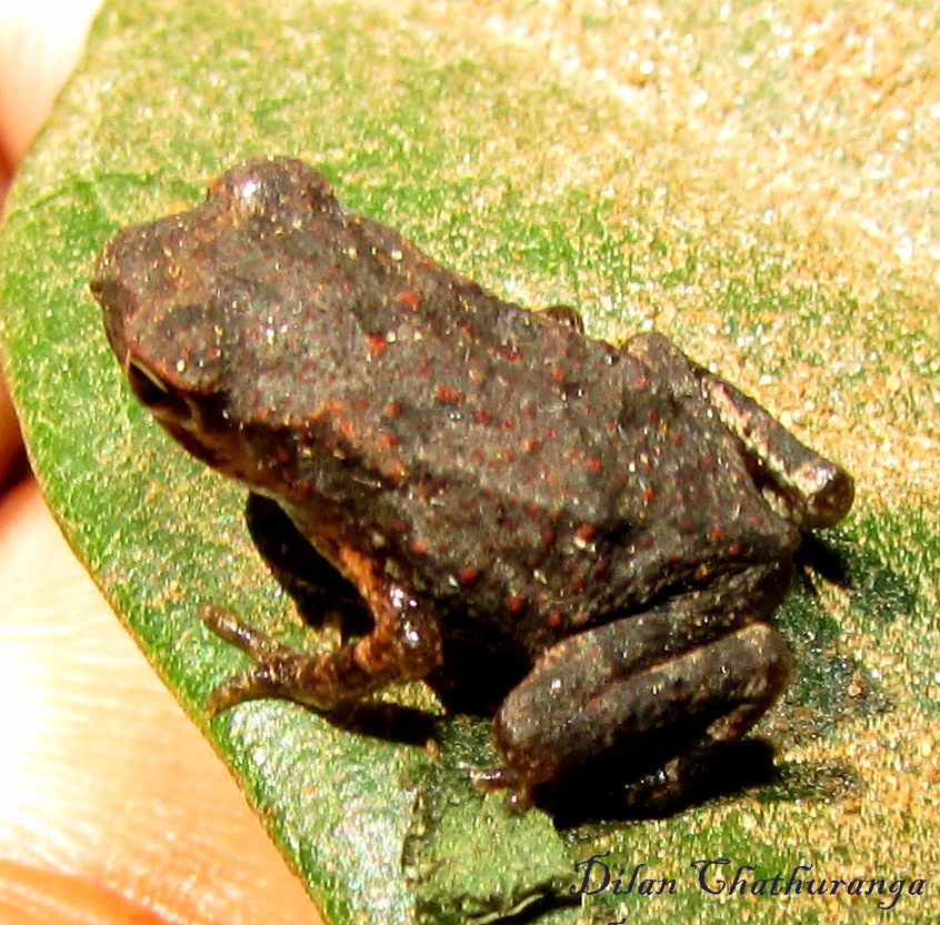 Kelaart's toad