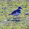 Kildeer