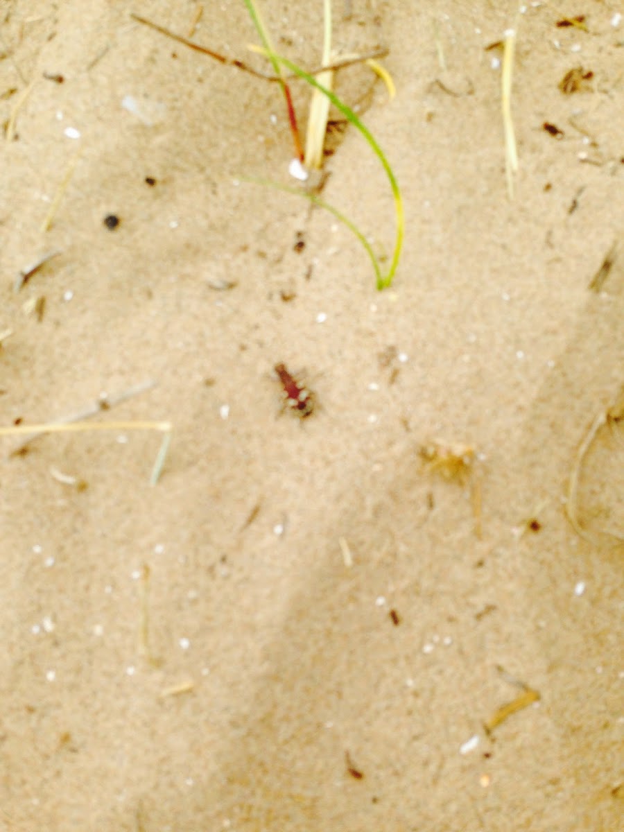 Ant Beetle